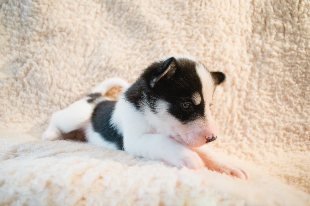 Of Wilder Minds - Chiots disponibles - Siberian Husky