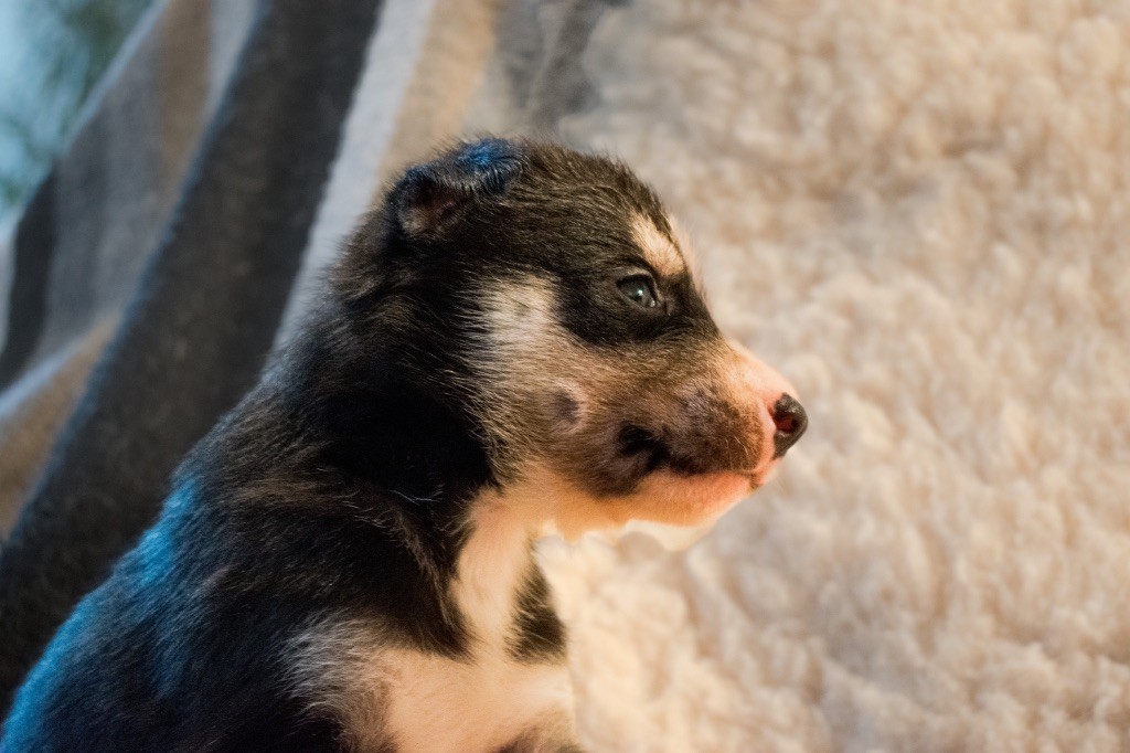 Of Wilder Minds - Chiots disponibles - Siberian Husky