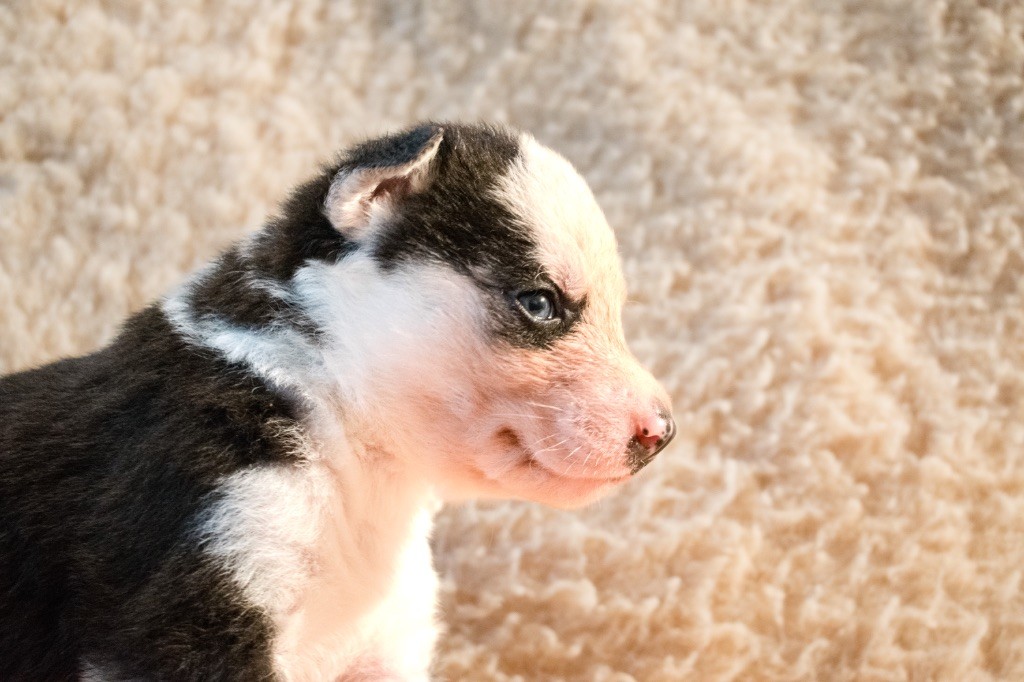 Of Wilder Minds - Chiots disponibles - Siberian Husky