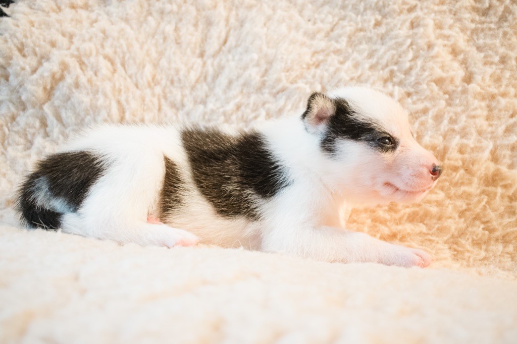 Of Wilder Minds - Chiots disponibles - Siberian Husky