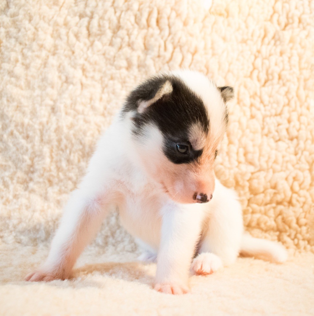 Of Wilder Minds - Chiots disponibles - Siberian Husky