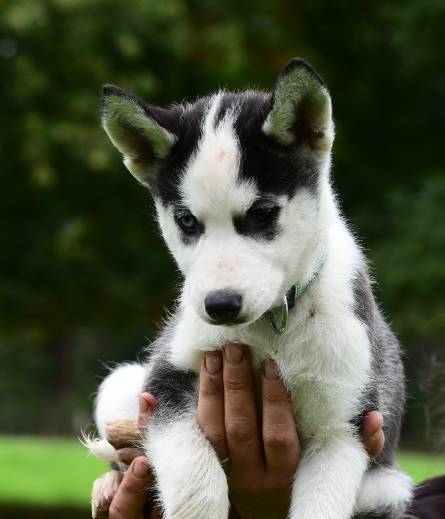 Of Wilder Minds - Chiots disponibles - Siberian Husky