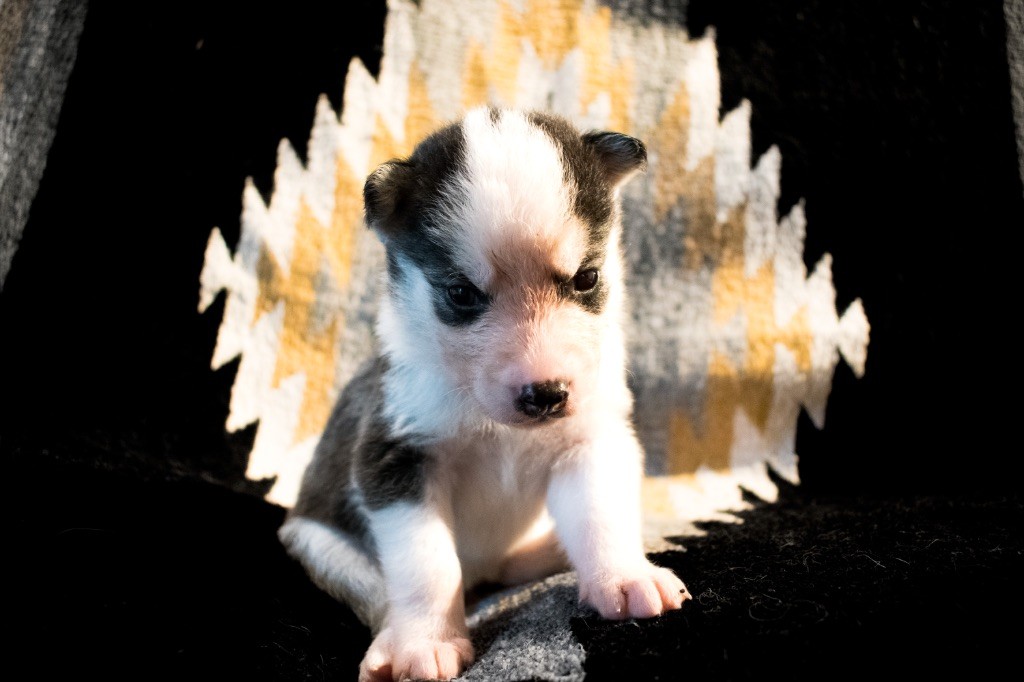 Of Wilder Minds - Chiots disponibles - Siberian Husky