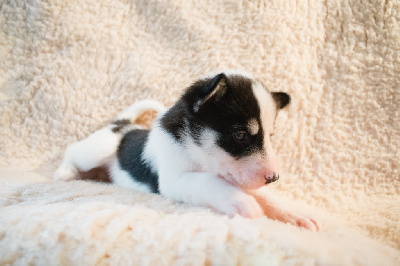 CHIOT 2