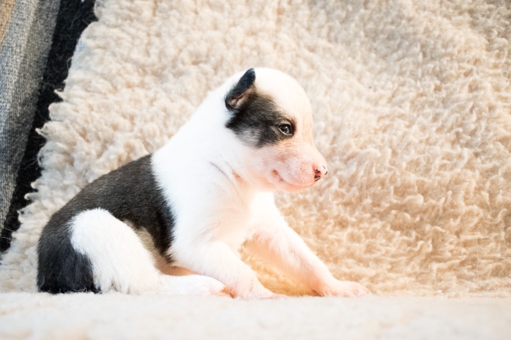 Of Wilder Minds - Chiots disponibles - Siberian Husky