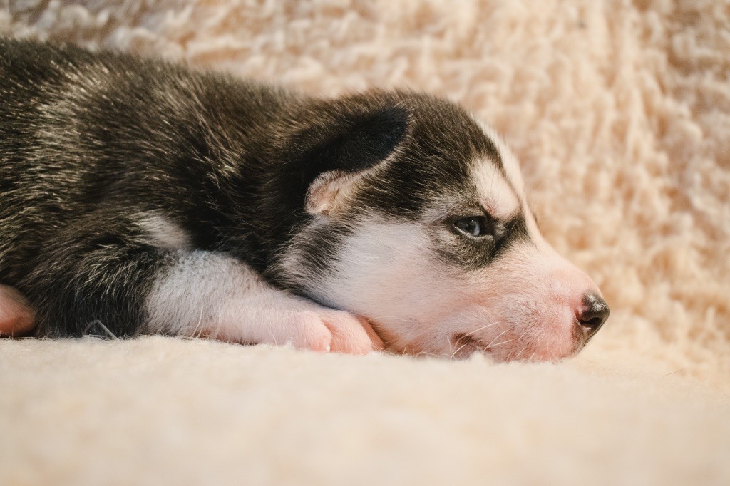 Of Wilder Minds - Chiots disponibles - Siberian Husky