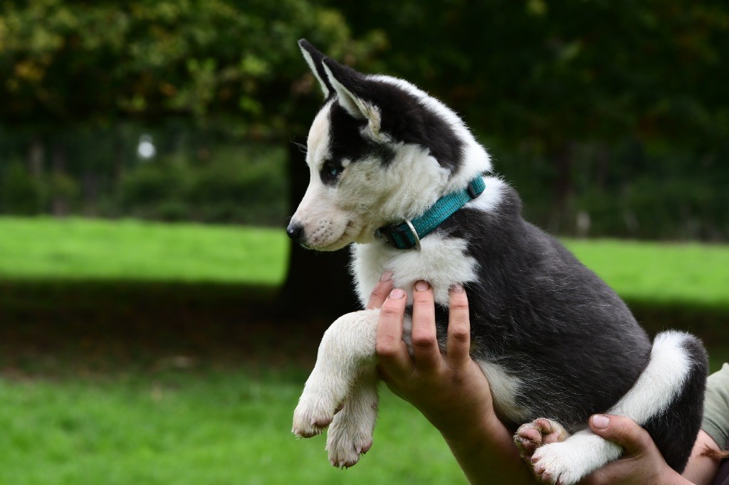 Of Wilder Minds - Siberian Husky - Portée née le 31/07/2025