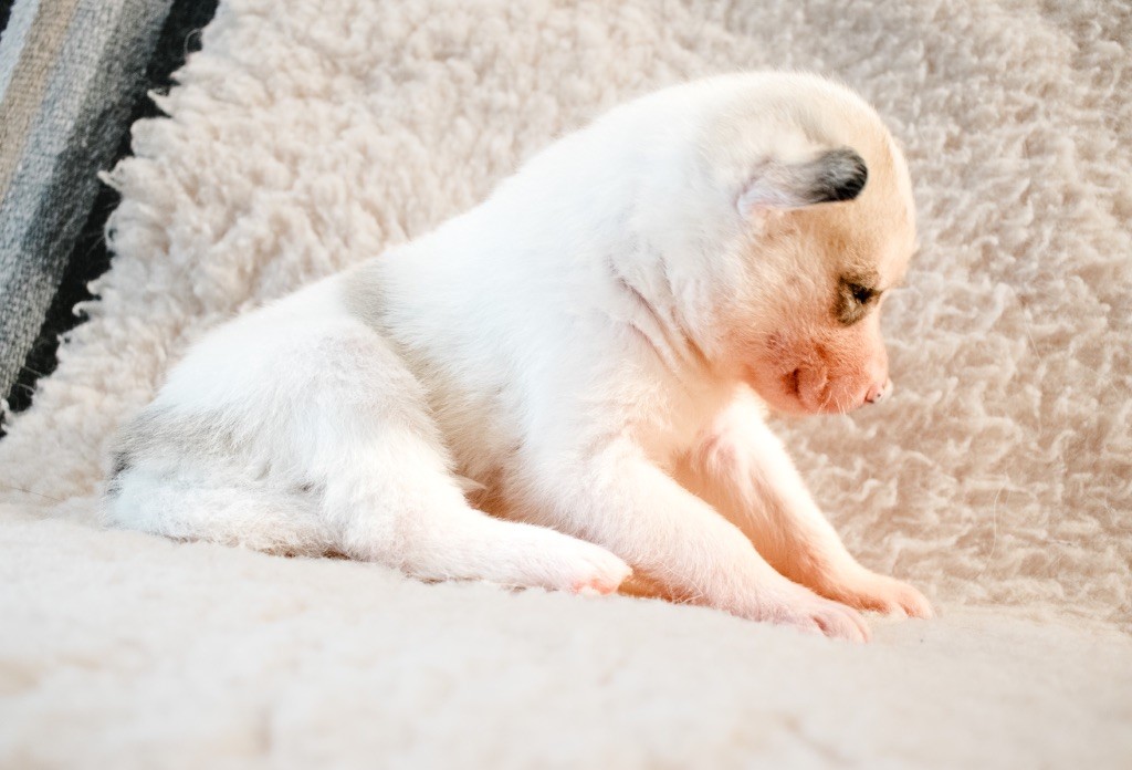 Of Wilder Minds - Chiots disponibles - Siberian Husky